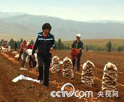 土豆当水果卖　年赚三百万 土豆 农业致富经 CCTV7致富经 农业 